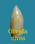 Olivella nivea, Gmelin 1791